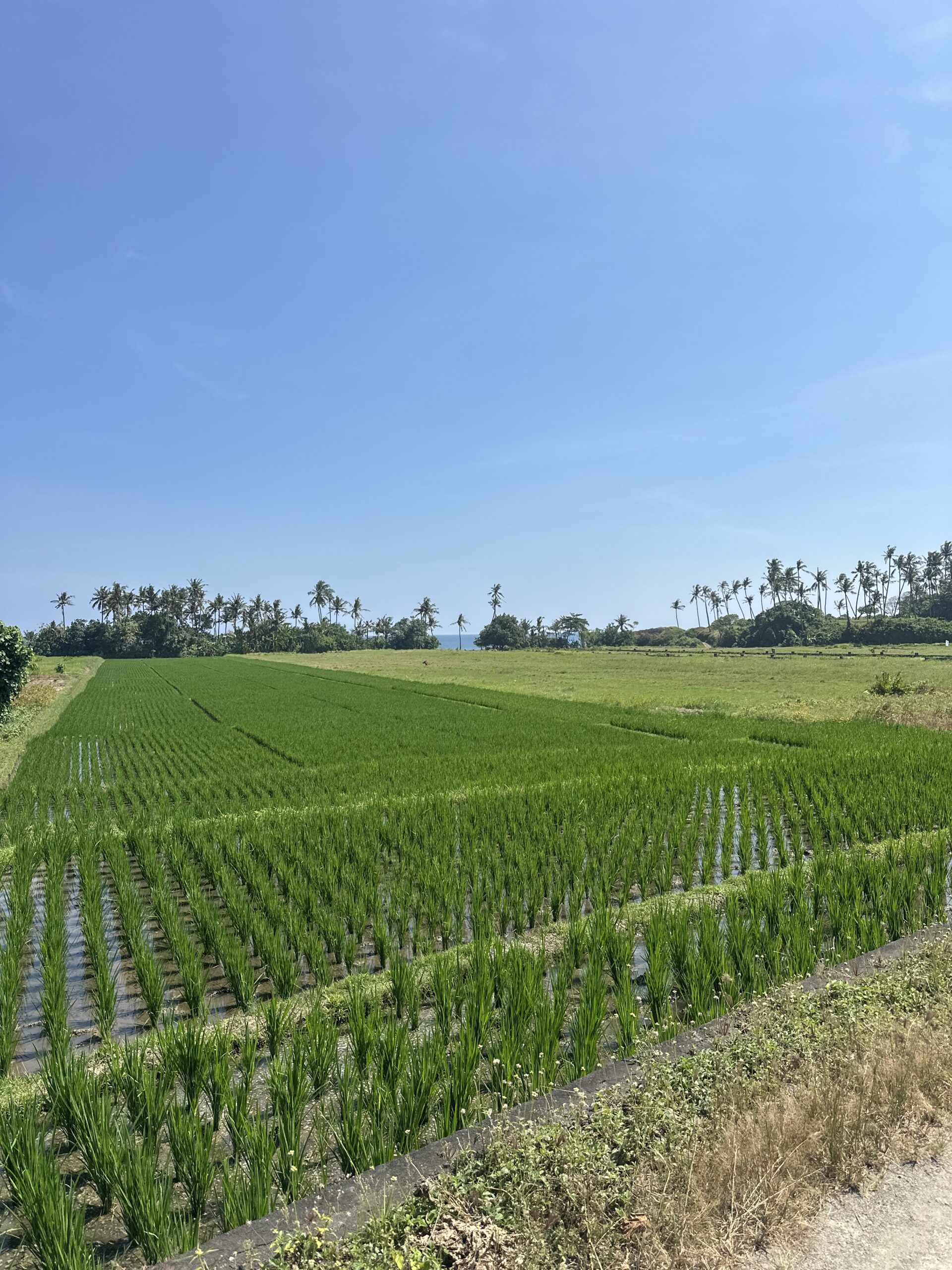 Aankoopbegeleiding bij grond en bouw in Bali